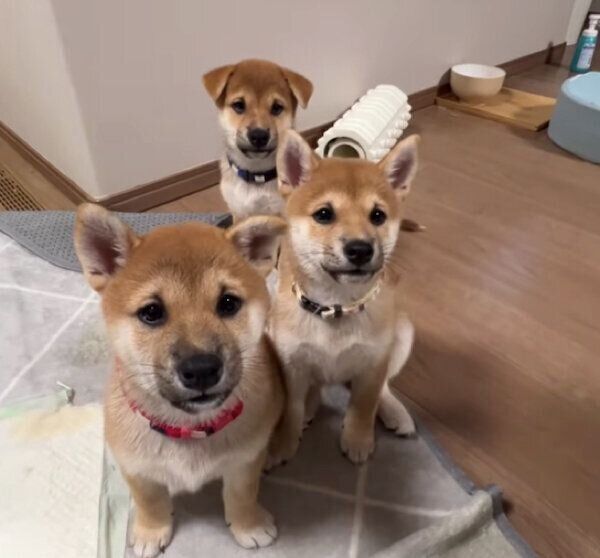 集合する子犬たち