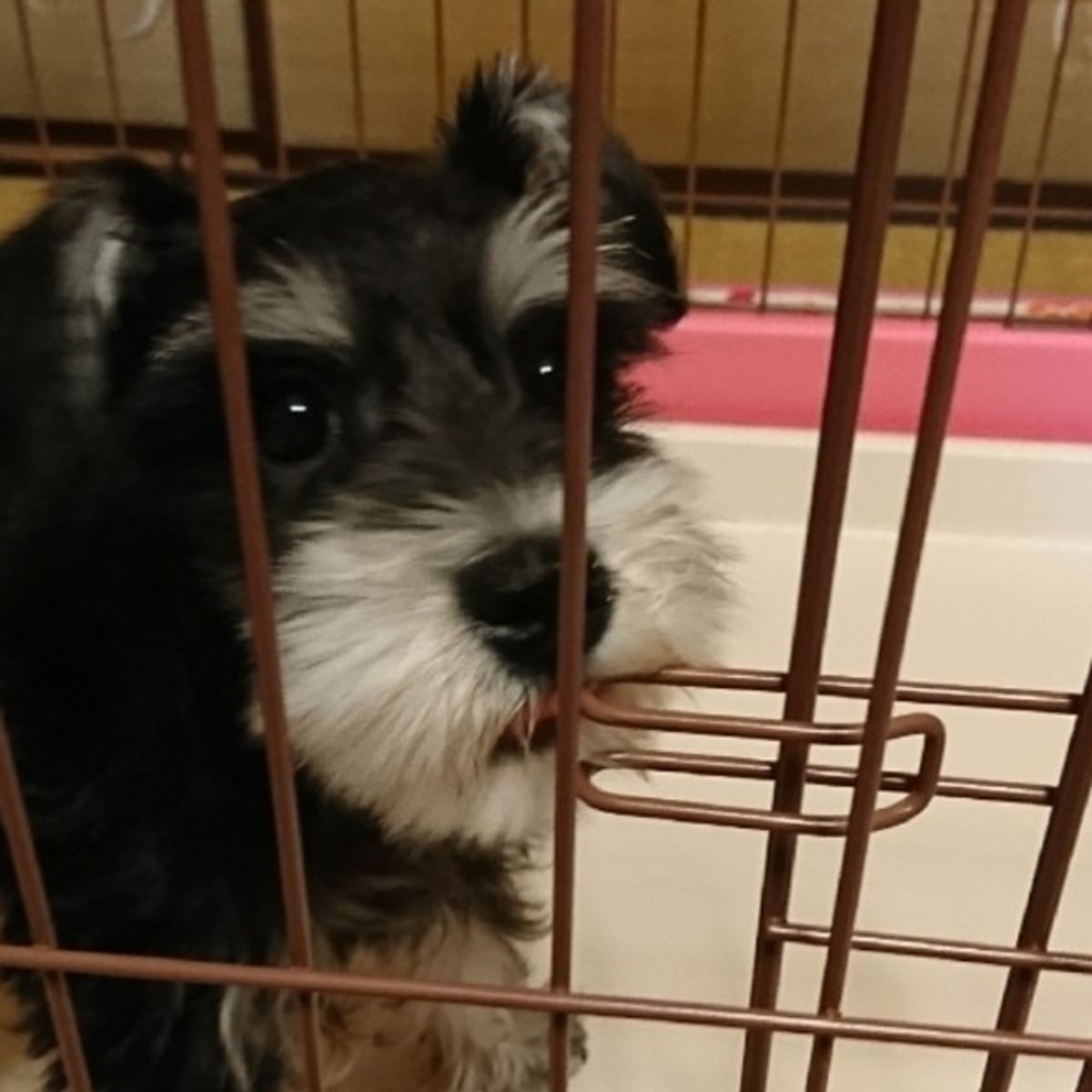 に沿って 荒廃する 取り囲む 子犬 ケージ 吠える 同時 火山学者 登る に沿って 荒廃する 取り囲む 子犬 ケージ 吠える 同時 火山学者 登る