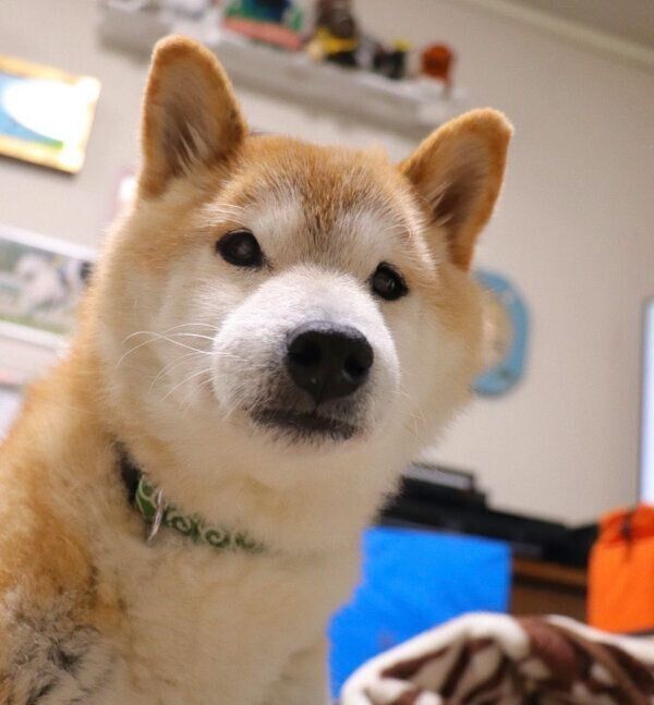 見つめるテツくん