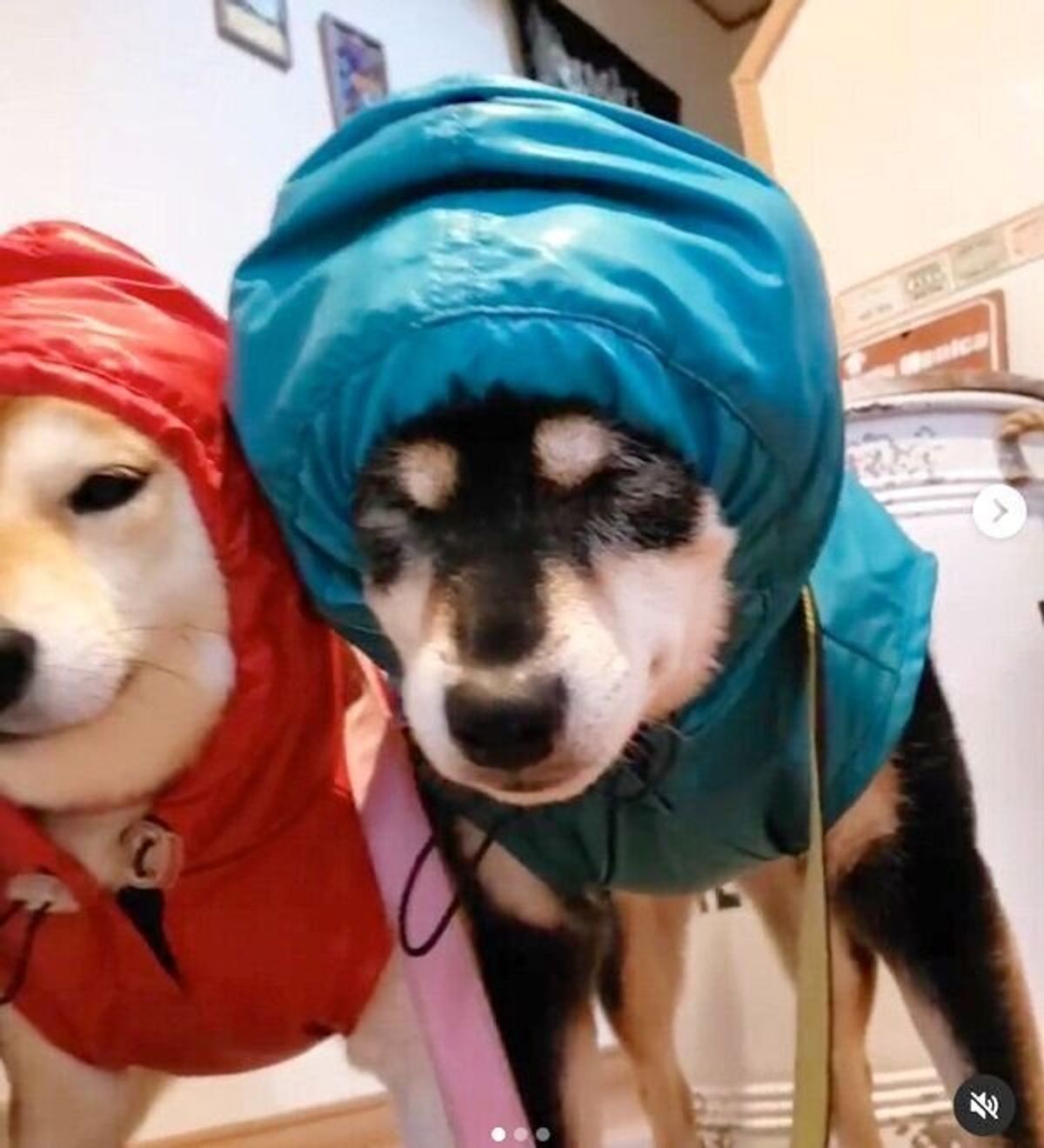 雨の日の散歩で カッパ隊 に 柴犬3姉妹が並んでフリーズする姿が可愛いすぎた いぬのきもちweb Magazine 雨の日の散歩で カッパ隊 に 柴犬3姉妹が並んでフリーズする姿が可愛いすぎた いぬのきもちweb Magazine