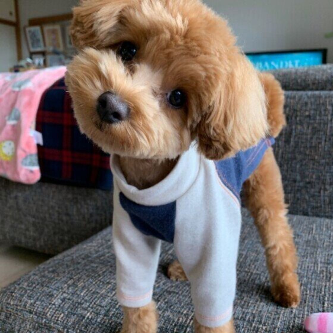 気温 湿度が上がる季節はニオイに注意 家や犬用グッズのニオイ対策 いぬのきもちweb Magazine 気温 湿度が上がる季節はニオイに注意 家や犬用グッズのニオイ対策 いぬのきもちweb Magazine