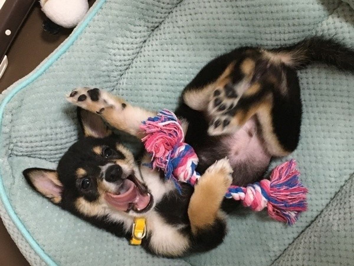 5つの性格別 初心者必見 愛犬をイイコに育てるコツ 子犬編 いぬのきもちweb Magazine 5つの性格別 初心者必見 愛犬をイイコに育てるコツ 子犬編 いぬのきもちweb Magazine