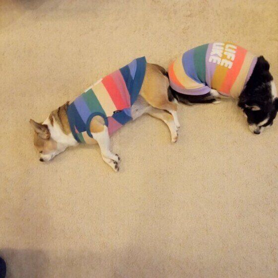 寄り添う犬たち