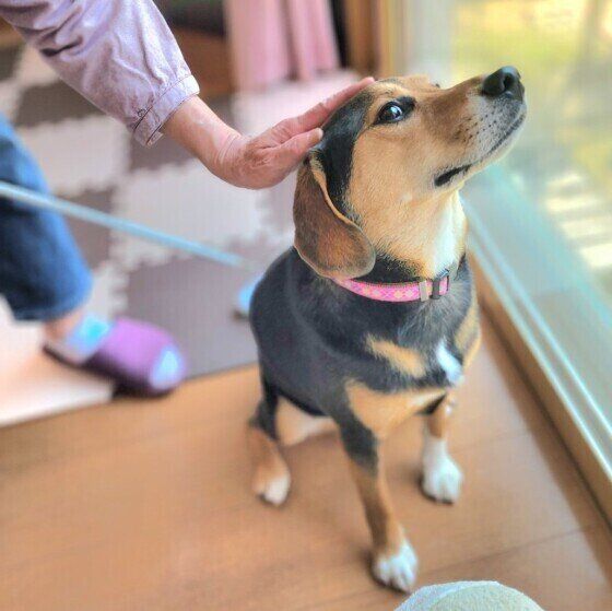 なでなでしてもらっているマロちゃん