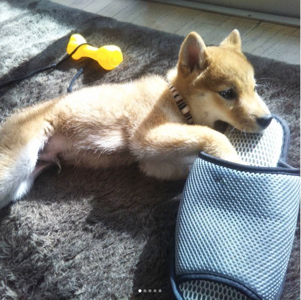 スリッパが大好きな柴犬