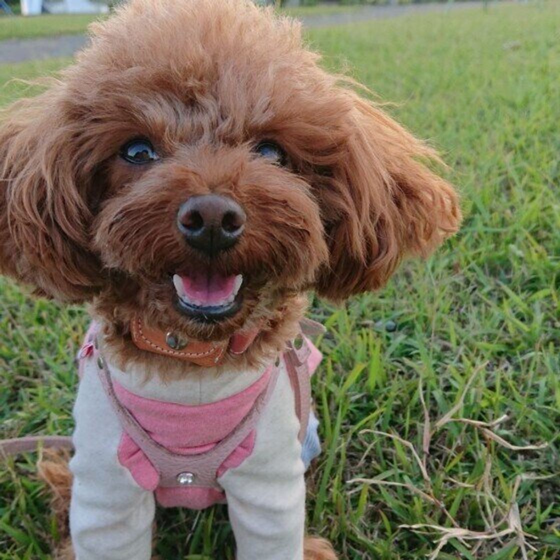 犬が嫌いなニオイってどんなニオイ 獣医師に聞きました いぬのきもちweb Magazine 犬が嫌いなニオイってどんなニオイ 獣医師に聞きました いぬのきもちweb Magazine