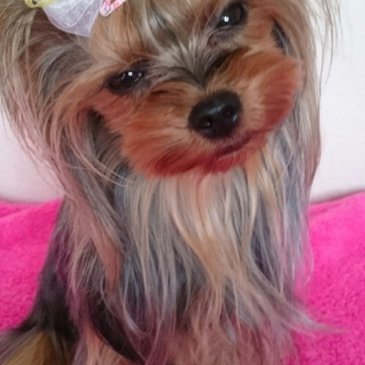 獣医師監修 子犬 成犬 高齢犬 年代別無駄吠え防止対策 グッズ いぬのきもちweb Magazine 獣医師監修 子犬 成犬 高齢犬 年代別無駄吠え防止対策 グッズ いぬのきもちweb Magazine