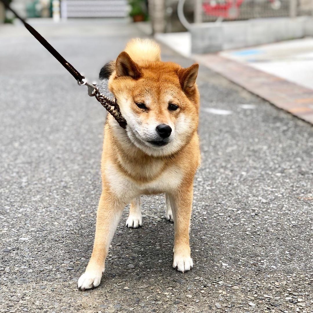 豆柴のフクちゃん