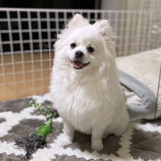 犬の顔つきが飼い方や生活環境で変わるってホント？ 犬の表情を豊かにさせたい場合の接し方とは いぬのきもち