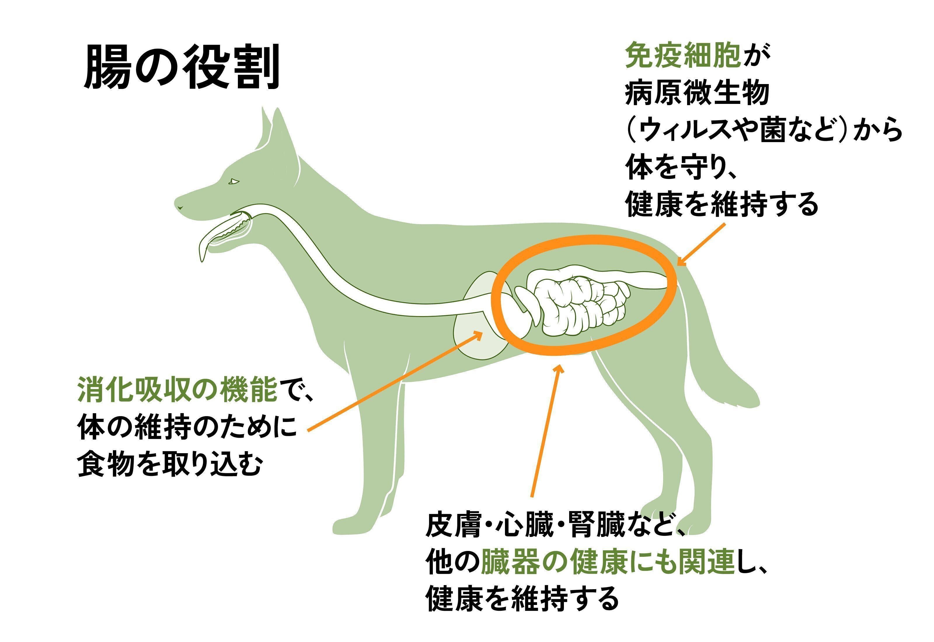 ピュリナ プロプラン 腸活チャレンジ