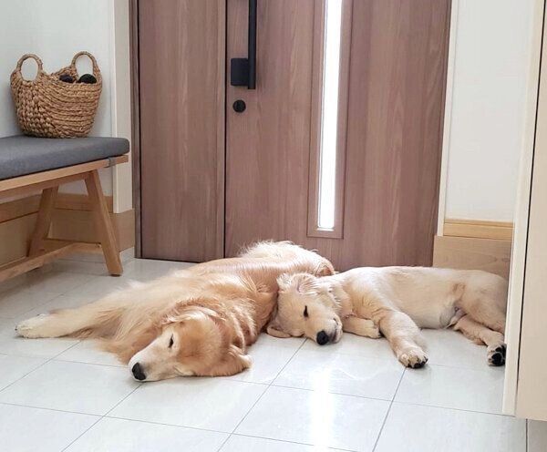 玄関で仲良く眠るアランくんとセナちゃん