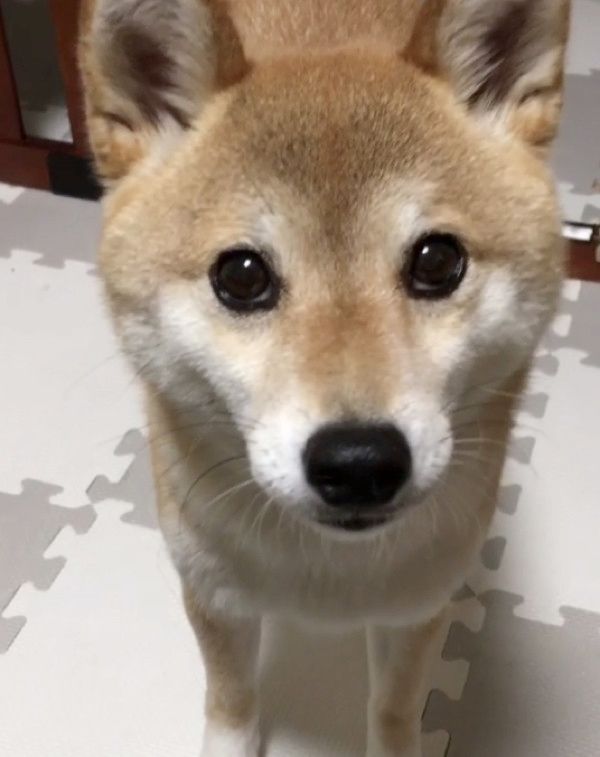 遊んでほしいと静かにアピールする柴犬
