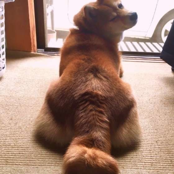 ウインクするゆずちゃん