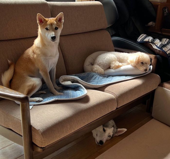 まったりするアシㇼちゃんと先住犬たち
