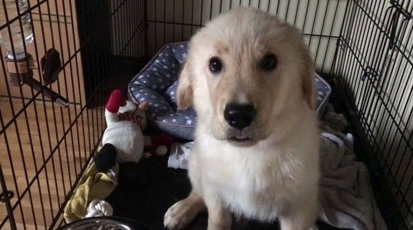 ゴハンを食べたいゴールデン・レトリーバー