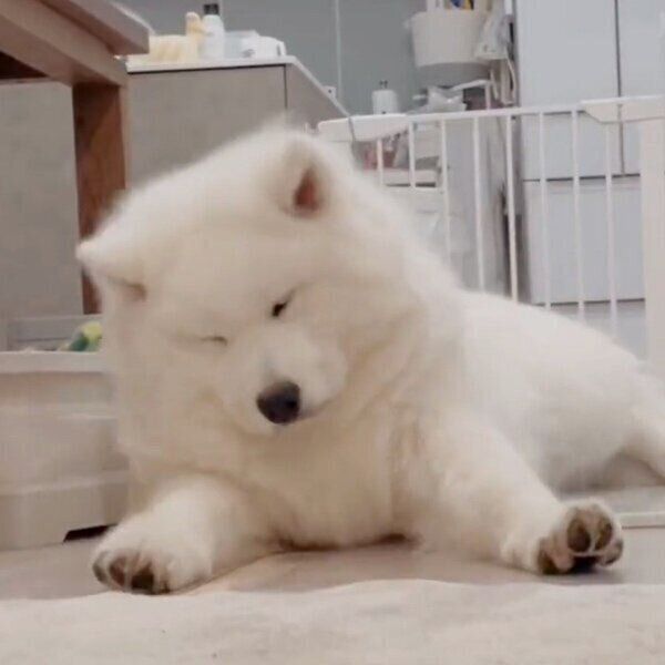 眠気がきてウトウトするボンドくん