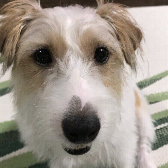 ジャック・ラッセル・テリア