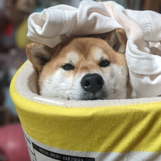 犬が冬にかかりやすい病気の症状と予防法 室内の温度と湿度の管理がポイント！ いぬのきもち