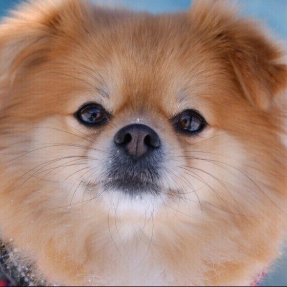 犬にはまぶたが3つある？ 犬の眼瞼（まぶた）の役割を獣医師に聞いた