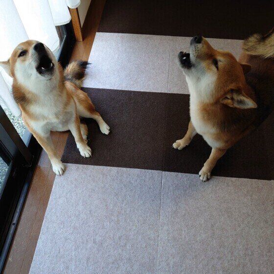 犬はなぜ遠吠えをするの? 犬が遠吠えをする理由と心理、対策とは いぬのきもち