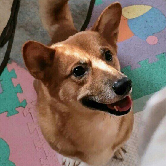 おやつ待ち中の中型Mix犬