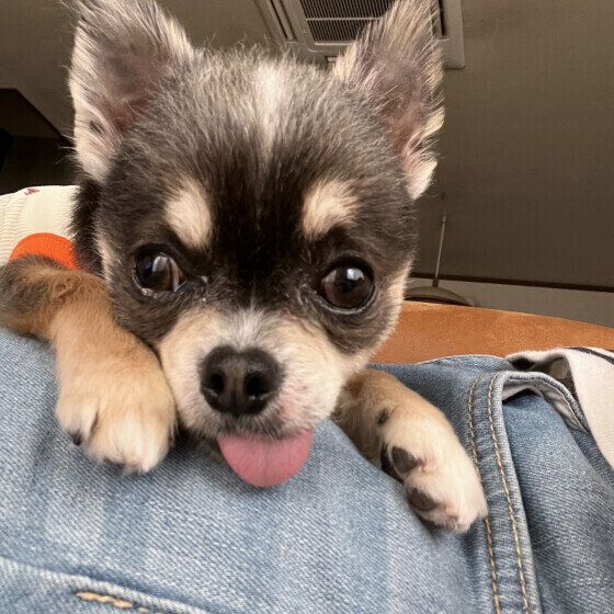 犬が甘えたくて「撫でて」の催促が止まらない？ おててでチョイチョイでアピールする犬への対応 いぬのきもち