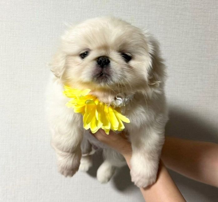 お迎え初日に撮影した、たくあんくん