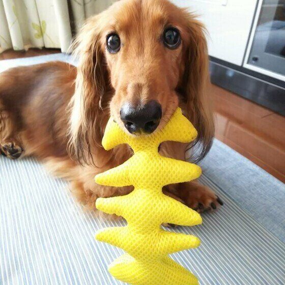 おもちゃをくわえるダックスフンド