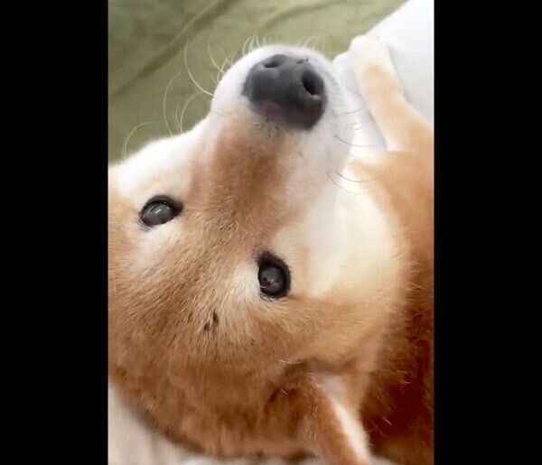 撫でての圧がスゴいぽてとくん