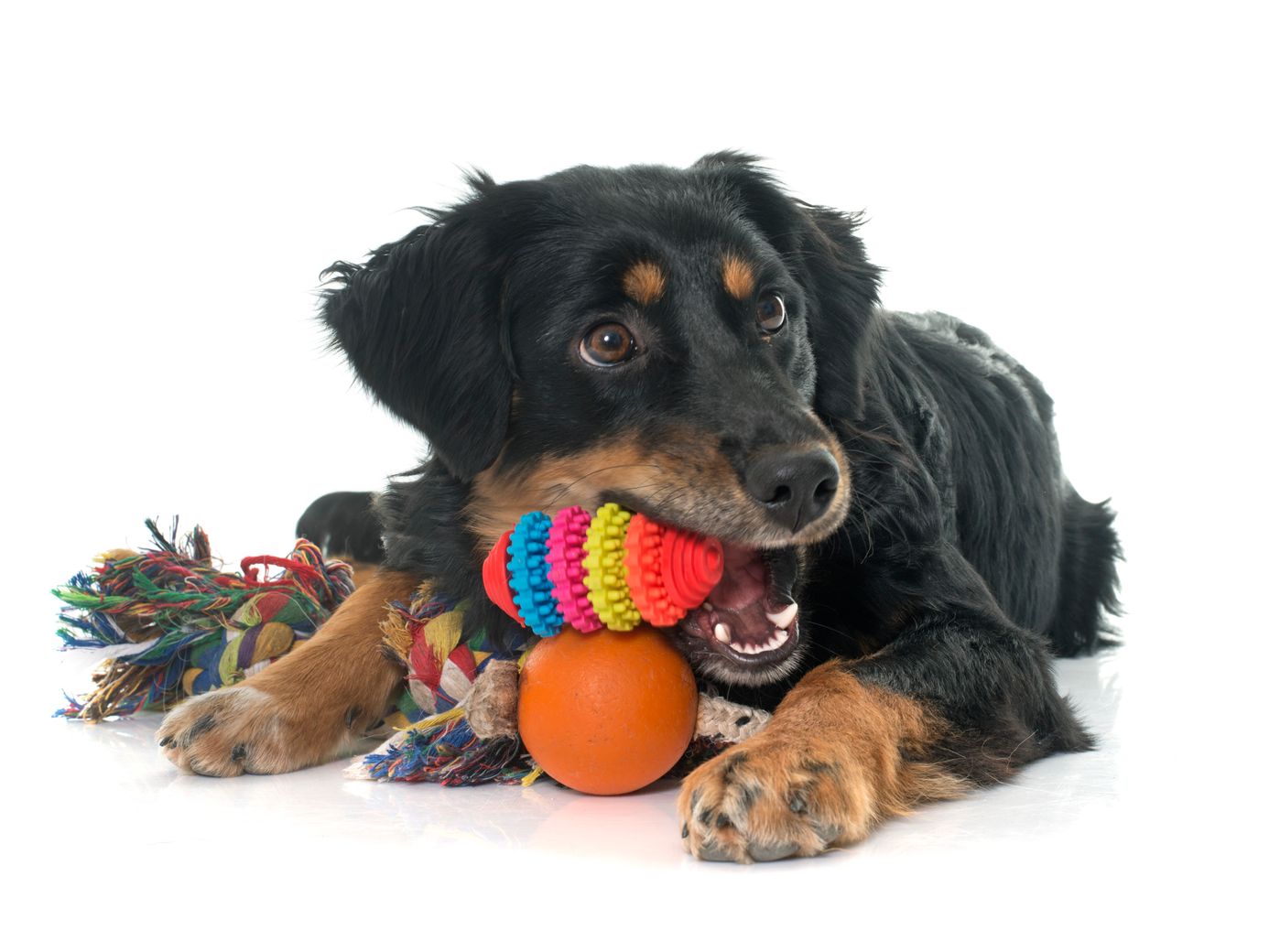 お困り解消 犬が糞を食べてしまう原因とその対処法 いぬのきもちweb Magazine お困り解消 犬が糞を食べてしまう原因とその対処法 いぬのきもちweb Magazine