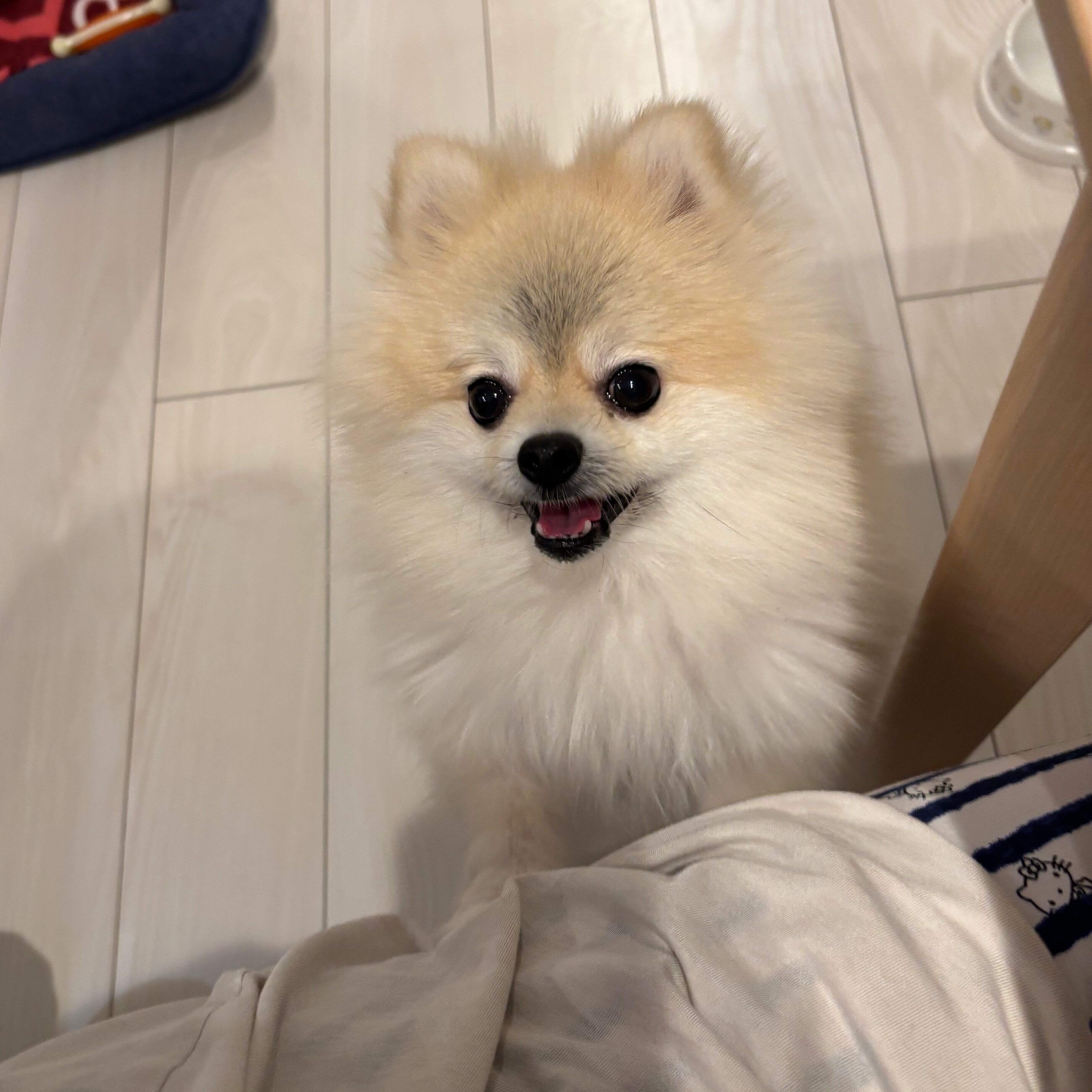 抱っこをおねだりするゴン太くん