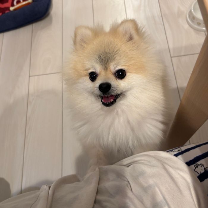 抱っこをおねだりするゴン太くん