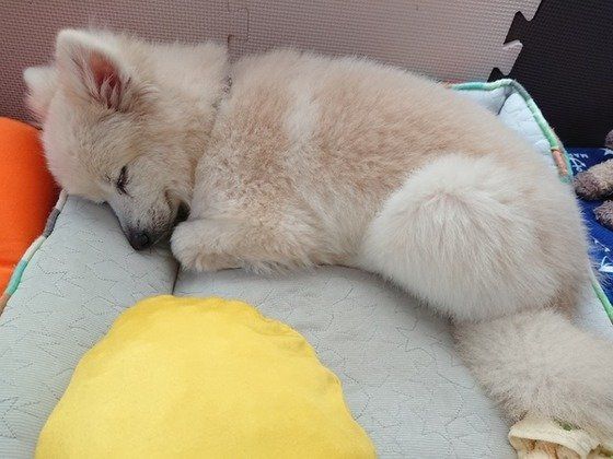 熟睡するするポメラニアン