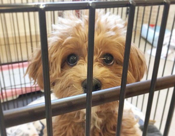 見つめるマルプー