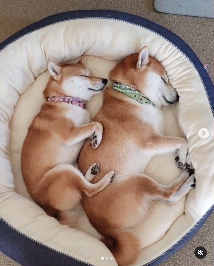 赤柴のモカちゃんと赤豆柴のサラちゃん