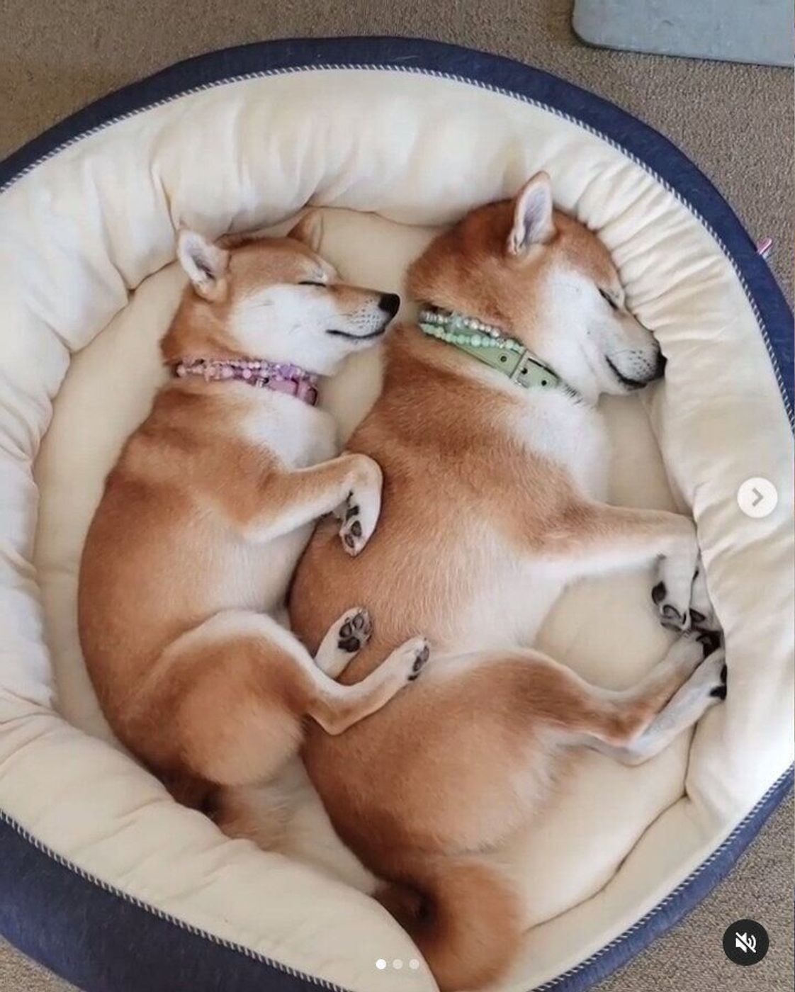 犬同士が仲良く添い寝する理由は 頬がほころぶ可愛い画像も いぬのきもちweb Magazine