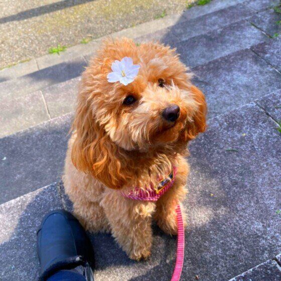 トイ・プードルのきなこちゃん