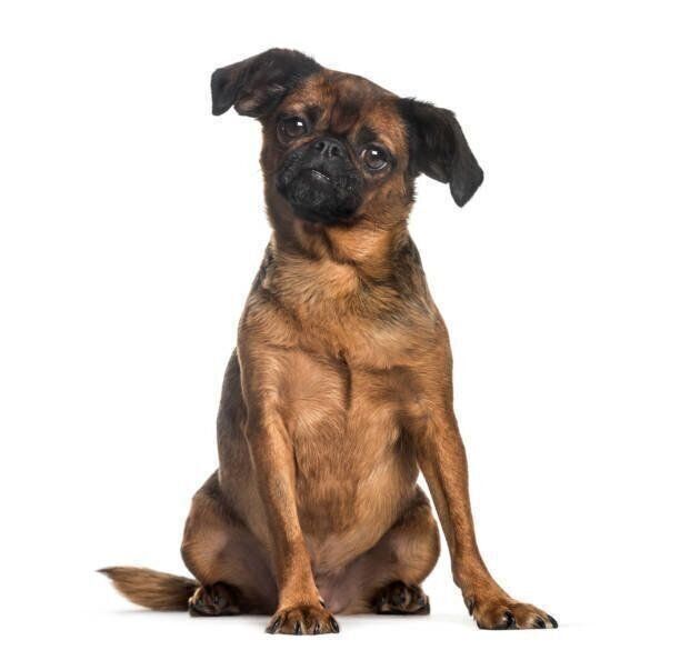 プチ・ブラバンソン