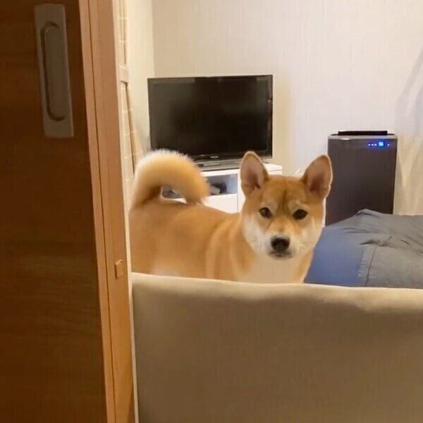 飼い主さんを可愛く監視する大豆くん