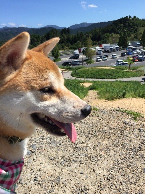 ドライブした犬