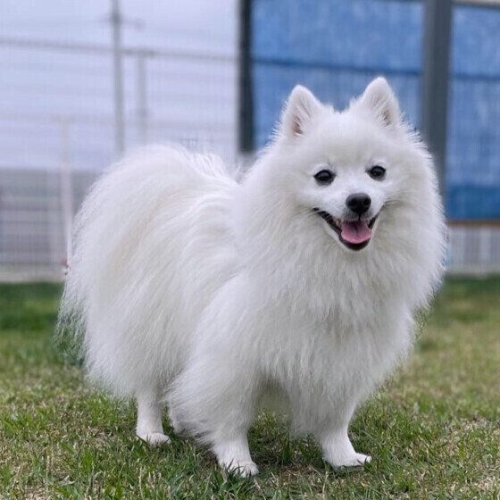 犬の耳が臭くなるのはどうして? 獣医師に聞いてみた いぬのきもち