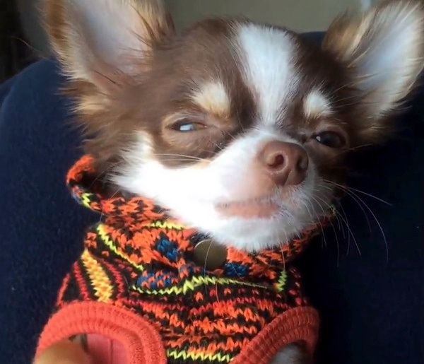 嘘寝するチワワ