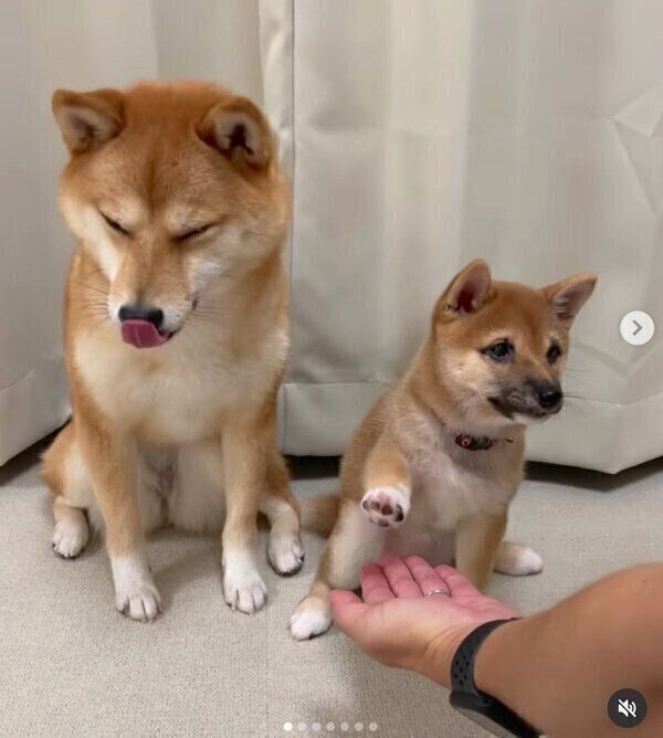 オテをするまるちゃん