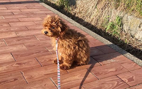 散歩するトイ・プードル