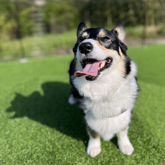 愛犬の老いとどう向き合う？ 犬の平均寿命が高くなった理由 いぬのきもち