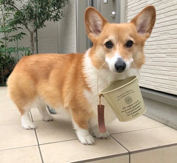 バケツをくわえるベルちゃん