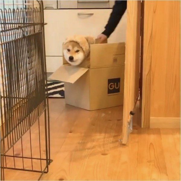 柴犬