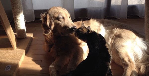 ゴールデン・レトリーバーと猫