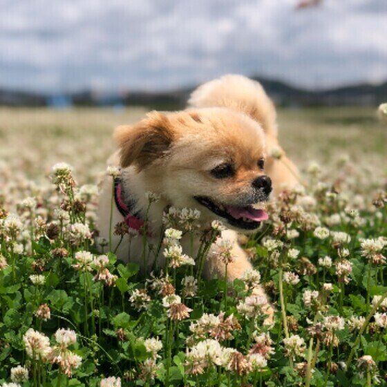 お散歩して気持ちいい犬