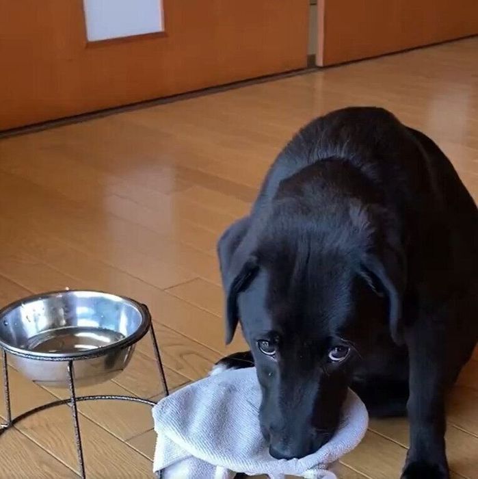 口を拭くつきちゃん